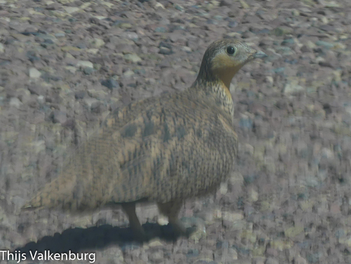 Crowned Sandgrouse