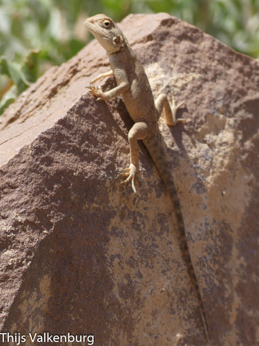 Bibron's Agama