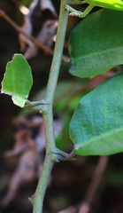 Paramignya monophylla