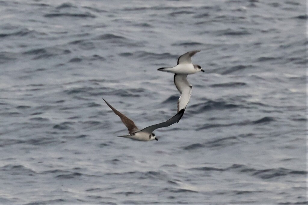 Juan Fernandez Petrel