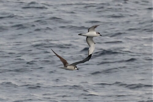 Juan Fernandez Petrel