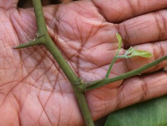 Paramignya monophylla