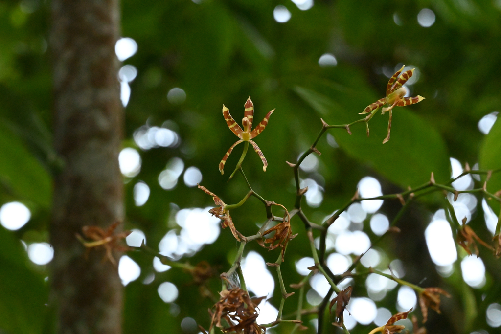 Oncidium laeve; photograph (c) Arabella Willing, some rights reserved (CC BY)