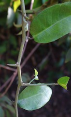 Paramignya monophylla