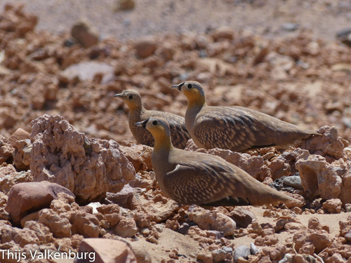 Crowned Sandgrouse