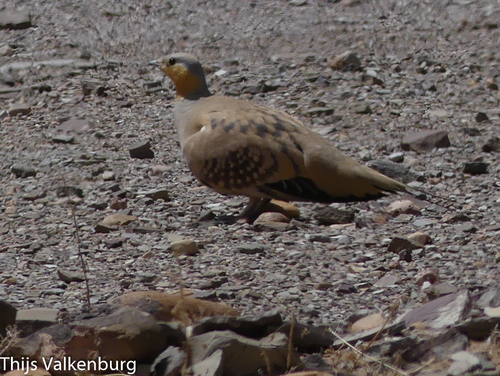 Spotted Sandgrouse