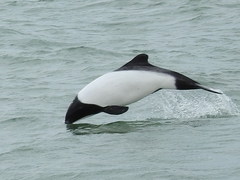 Cephalorhynchus commersonii