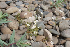 Stellaria edwardsii