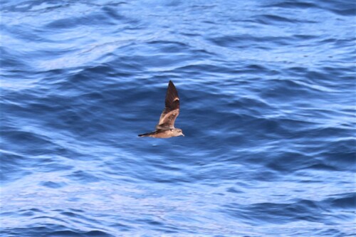 Markham's Storm Petrel (Hydrobates markhami), photo 4