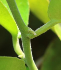 Paramignya monophylla