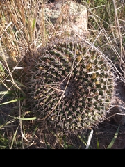Mammillaria gigantea