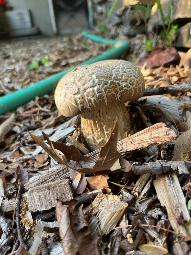 Stropharia rugosoannulata · May 2026 · photo: © vilseskog (iNaturalist, cc-by-nc)