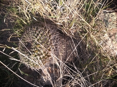 Mammillaria gigantea