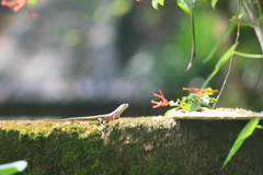 Eutropis lankae