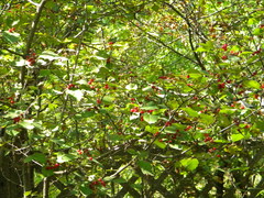 Crataegus sanguinea