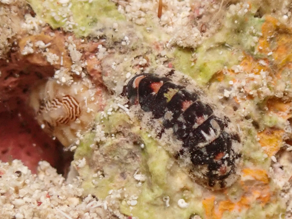 Multihued Chiton