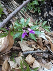 Cardamine glanduligera