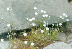 Stellaria edwardsii