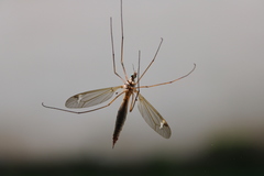 Tipula bezzii