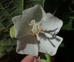Dombeya pulchra