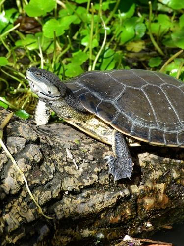 Phrynops hilarii