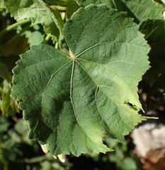 Dombeya pulchra