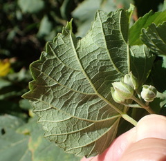 Dombeya pulchra