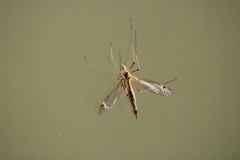 Tipula bezzii