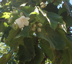 Dombeya pulchra
