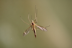 Tipula bezzii