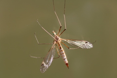 Tipula bezzii