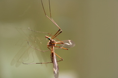 Tipula bezzii