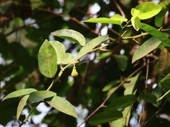 Paramignya monophylla