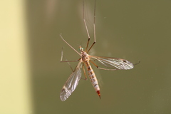 Tipula bezzii