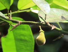 Paramignya monophylla