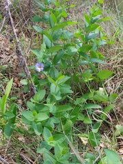 Thunbergia natalensis
