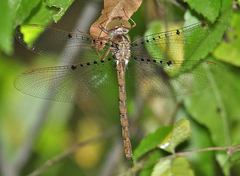 Neurocordulia molesta