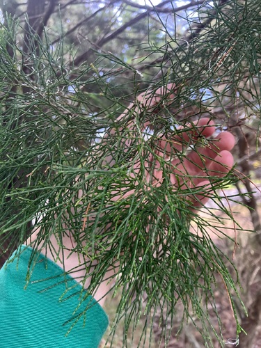 Callitris columellaris observed 2026-04-29