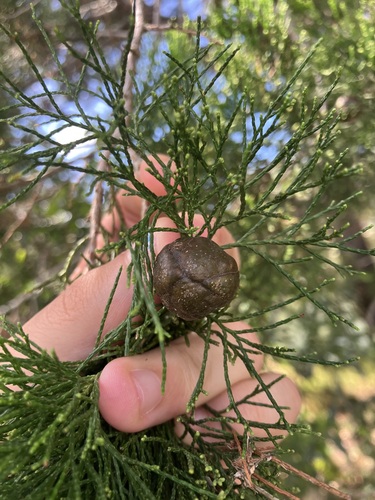 Callitris columellaris observed 2026-04-29