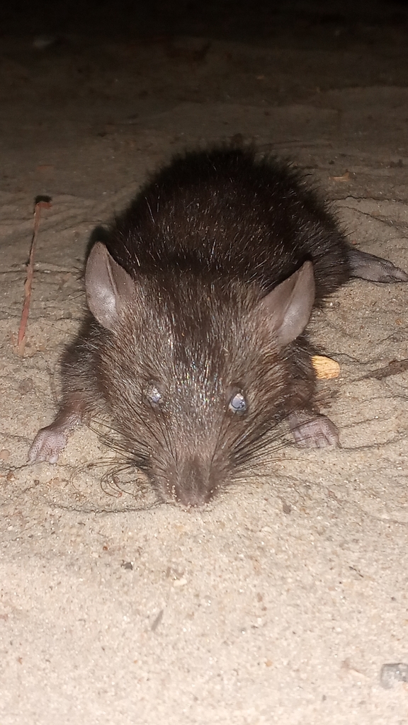 Lesser Bandicoot Rat