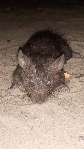 Lesser Bandicoot Rat