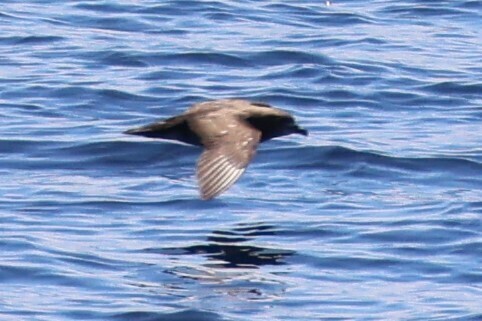 Kermadec Petrel (Pterodroma neglecta), photo 5