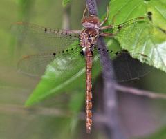 Neurocordulia molesta