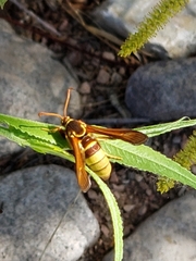 Paranthrene robiniae