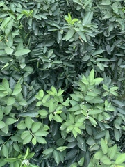 Citrus