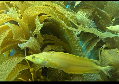 Heterostichus rostratus
