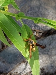 Paranthrene robiniae