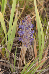 Orobanche coerulescens
