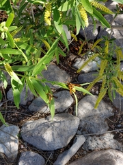 Paranthrene robiniae