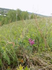 Astragalus cornutus